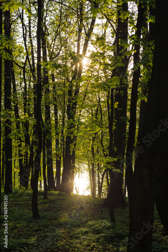 Paths in the summer park