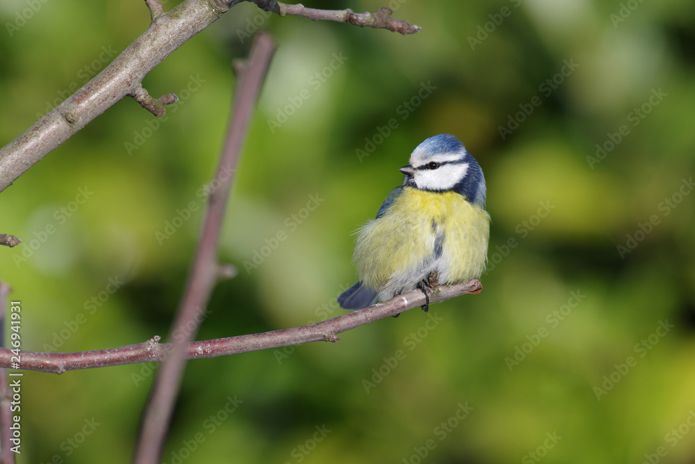 Auf dem Ast sitzt alleine eine Blaumeise Auf dem Ast sitzt alleine eine Blaumeise