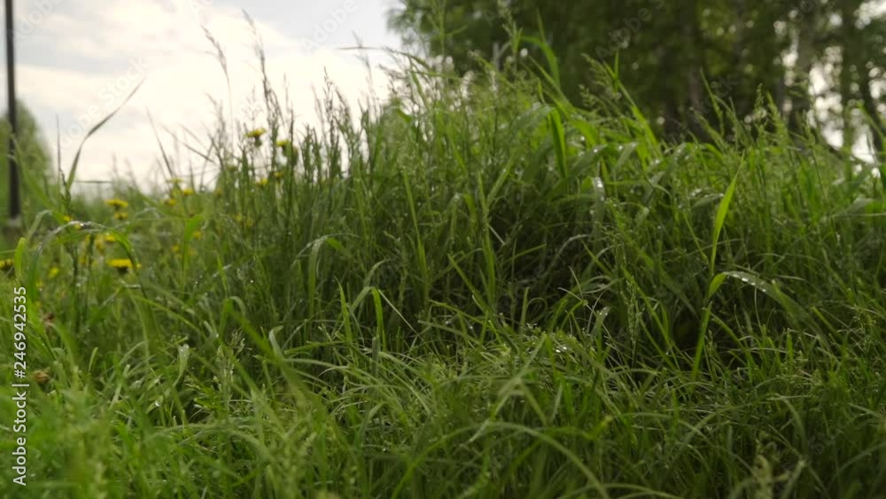 SLOW MOTION: Green grass swaying in the wind in summer SLOW MOTION: Green grass swaying in the wind in summer