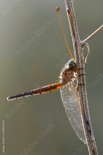 the beautuiful insect on macro nature photography photo