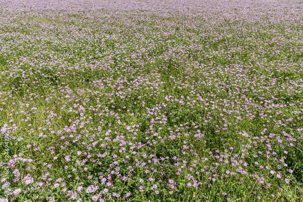 Obraz premium レンゲのある景色