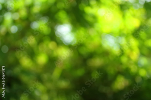 Green bokeh abstract light background