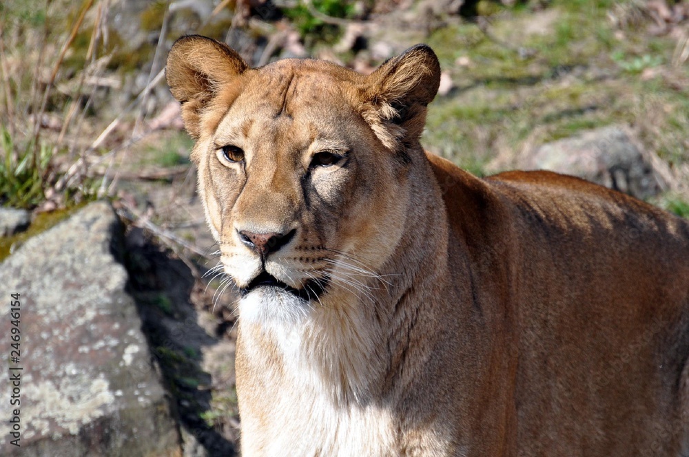 Obraz premium Asiatischer Löwe