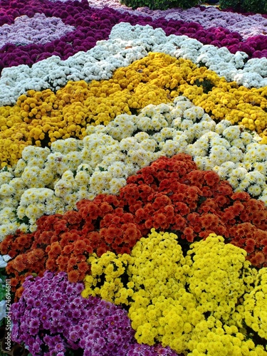 Chrysanthemum flowers blooming volume 965555214 © Saroch