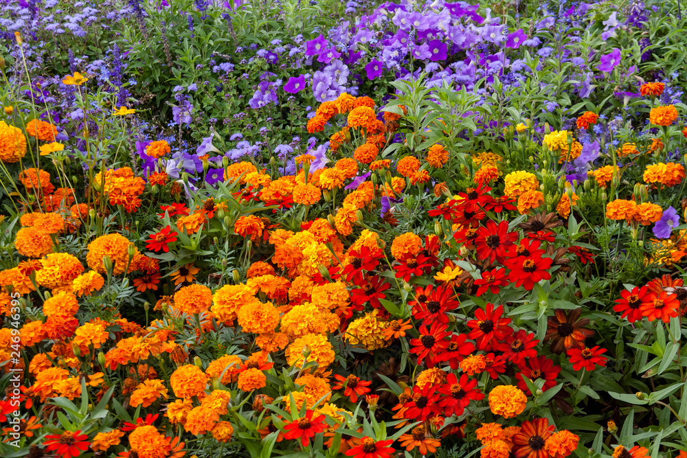 colorful flowerbed
