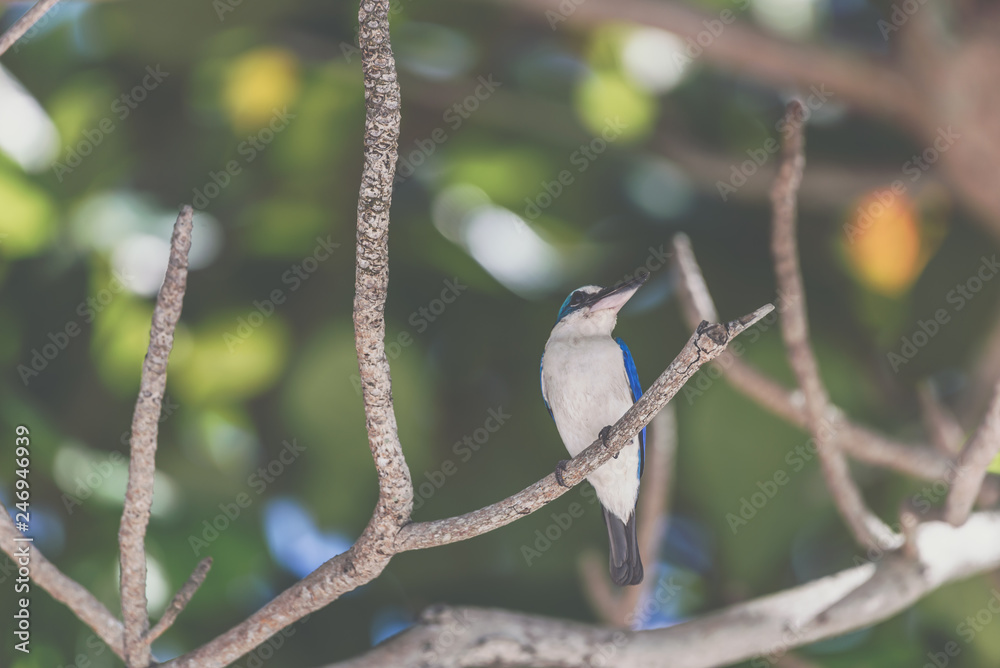 Bird (White-collared kingfisher) in a nature wild Bird (White-collared kingfisher) in a nature wild