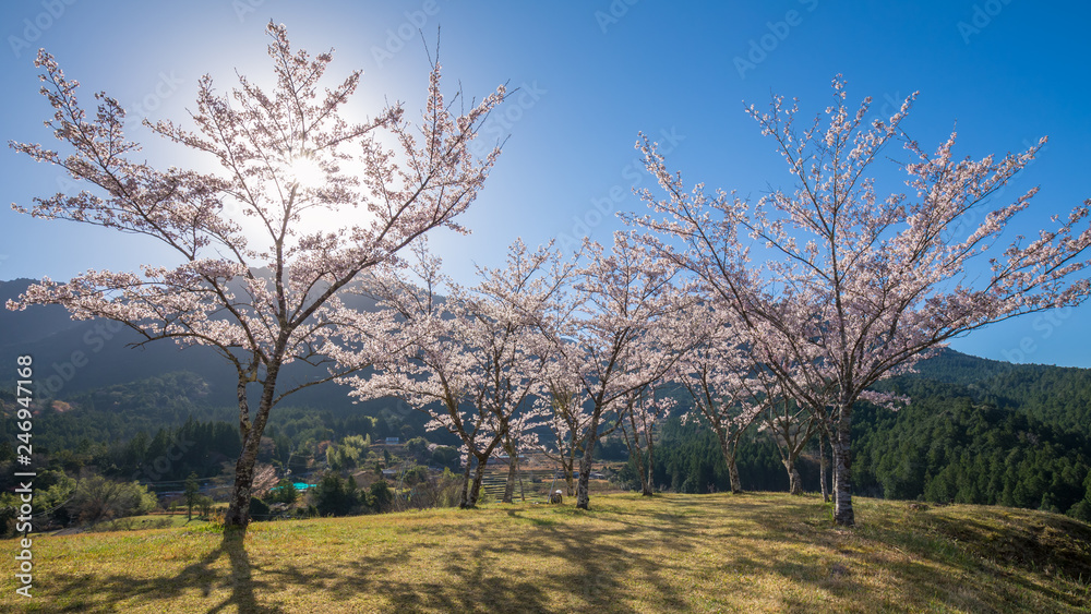 Fototapeta premium 春の赤木城跡