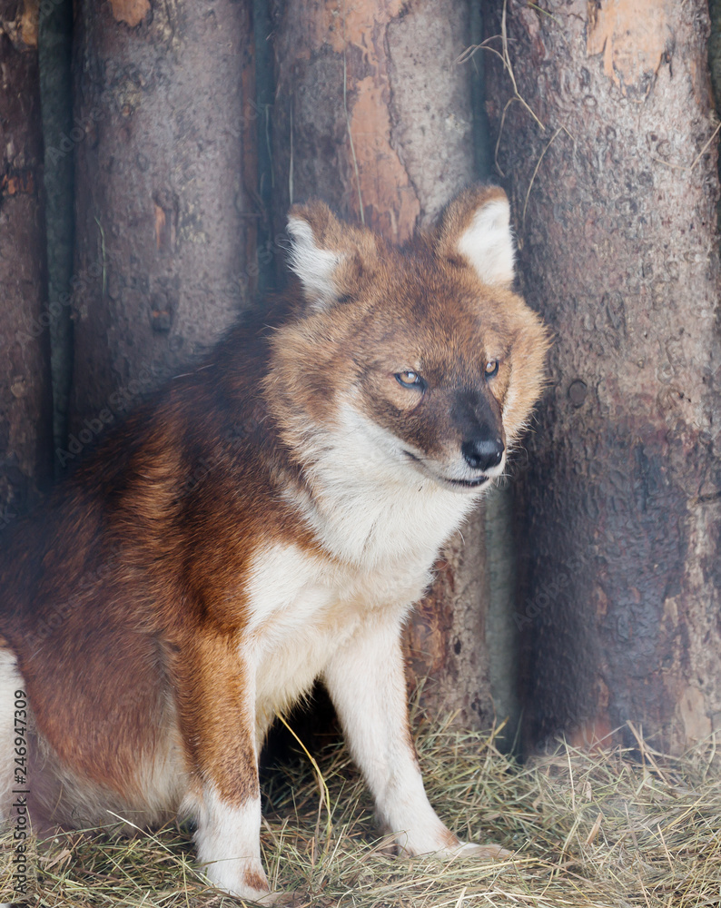 Red wolf. The red wolf, or mountain wolf, is a predatory mammal of the canine  family that is in danger of extinction. Stock Photo | Adobe Stock