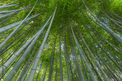 Bamboo canopy  Kyoto