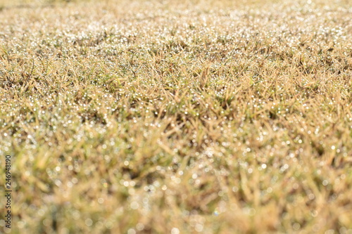 Dew cover on grass field.