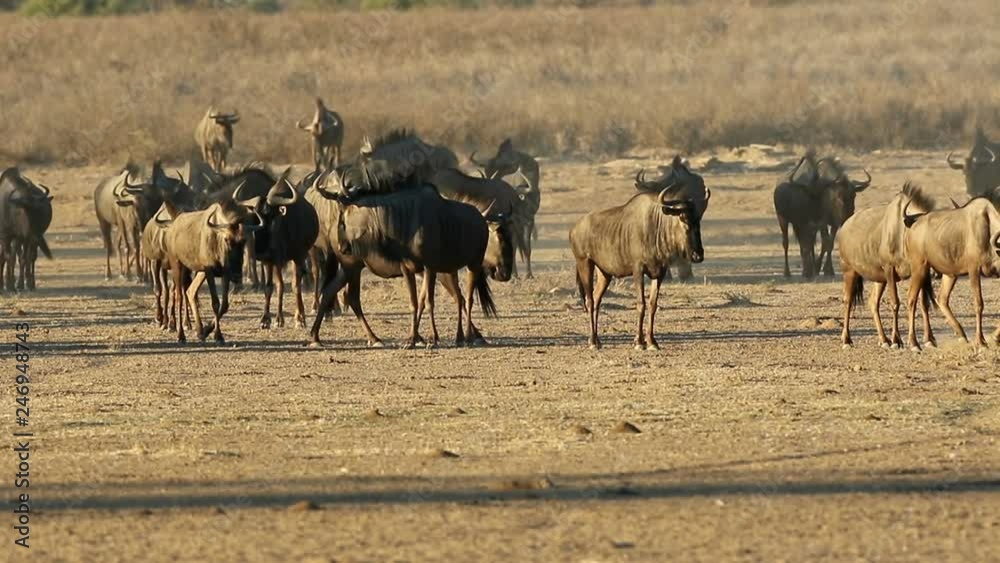 Blue wildebeest (Connochaetes taurinus) walking in a dry riverbed, Kalahari desert, South Africa