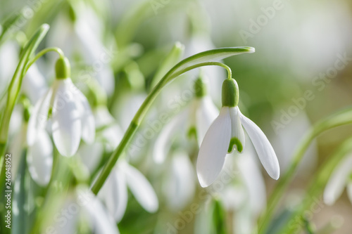 Spring snowdrops flower. Early spring close-up flowers 