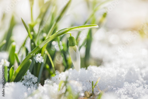 Spring snowdrops flower in snow. Bright natural background with sunny reflection. 