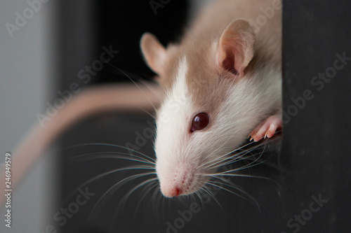 fancy rat on background