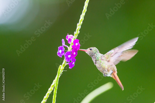 Hummingbird, Colibri thalassinus, beautiful green blue hummingbird from Central America hovering in front of flower background in cloud rainforests, Costa Rica.