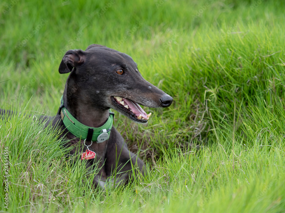 Happy black greyhound in green reeds Happy black greyhound in green reeds