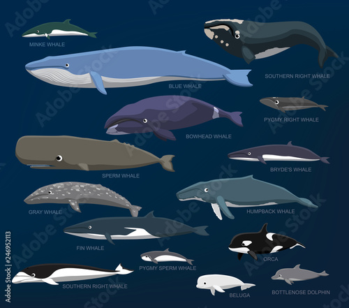 Whales Species Size Comparison Set Cartoon Vector Illustration