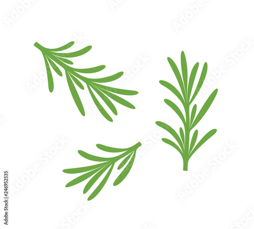Canvas Print Rosemary branch. Isolated rosemary on white background