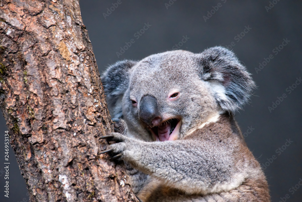 Naklejka premium Koala