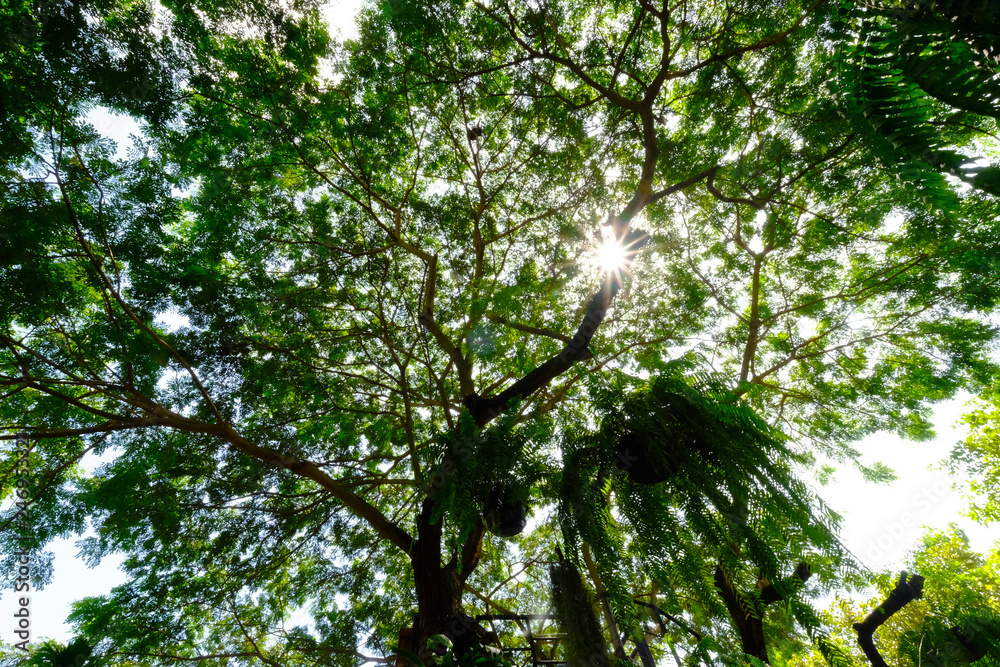 Fototapeta premium Silhouette from under big tree with many branches and fresh green leaves on sunny day