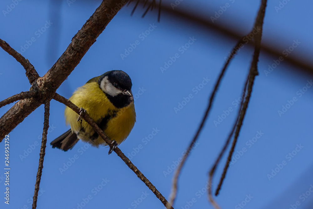 Fototapeta premium Kohlmeise 