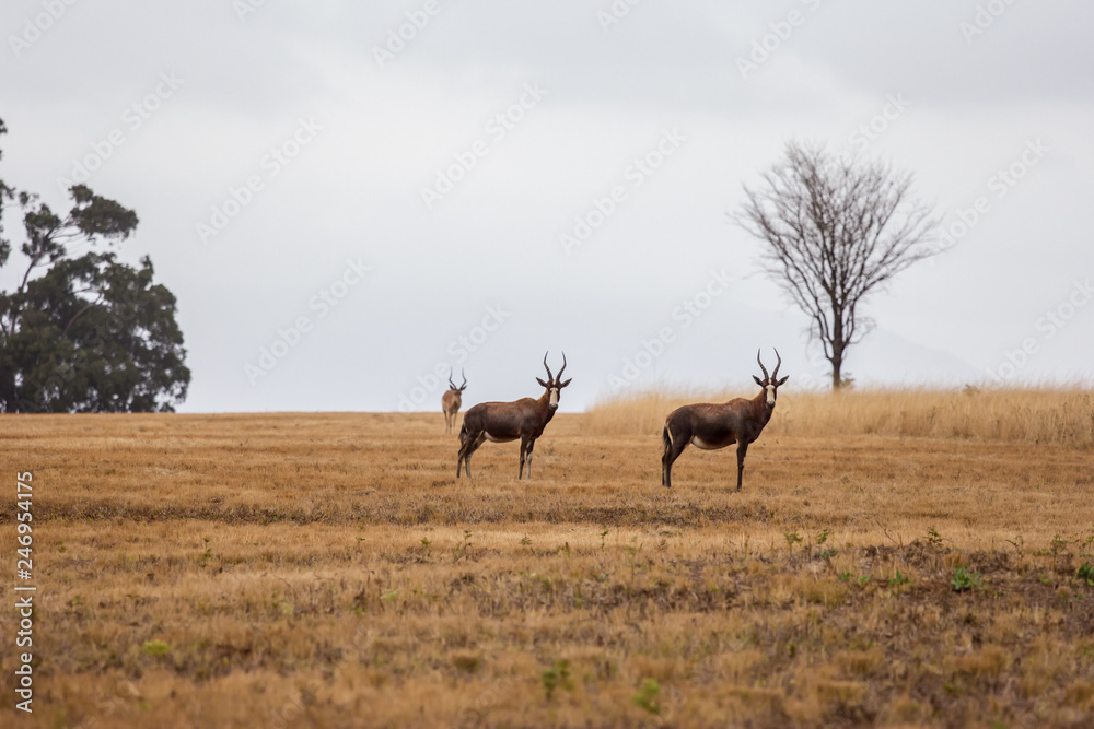 Fototapeta premium Antílopes en la sabana africana