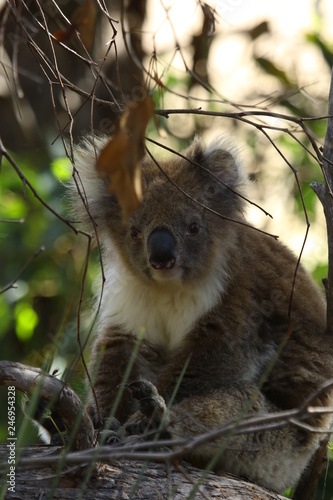 Koala a wonderful animal photographed in southern australia in natural environment
