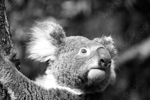 Photography Koala