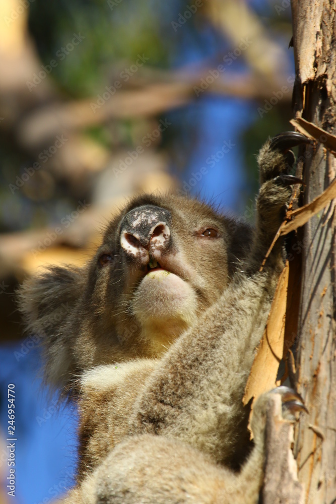 Naklejka premium Koala a wonderful animal photographed in southern australia in natural environment
