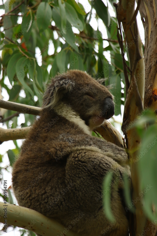 Fototapeta premium Koala a wonderful animal photographed in southern australia in natural environment