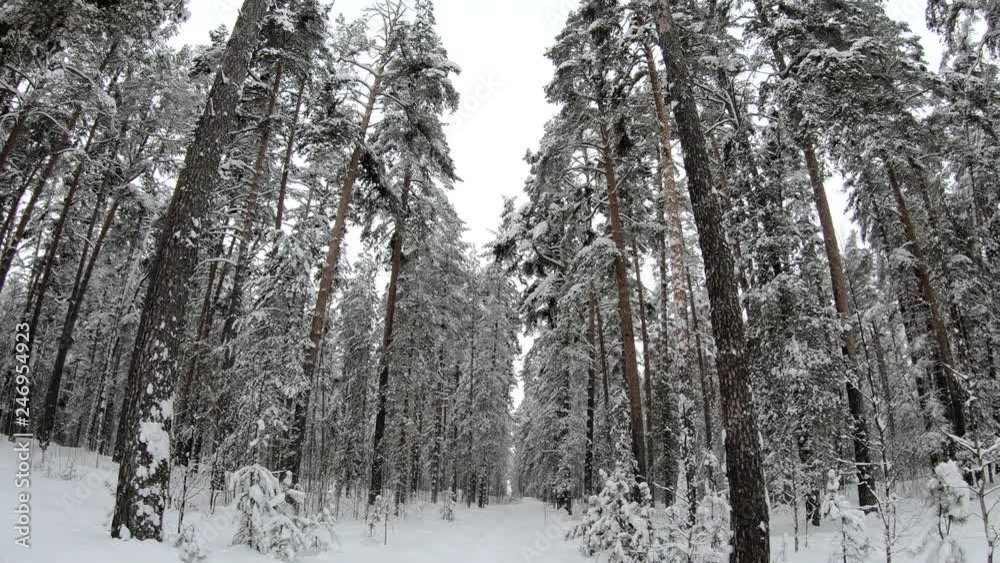 The winter forest. Road in the woods in winter. The winter forest. Road in the woods in winter.