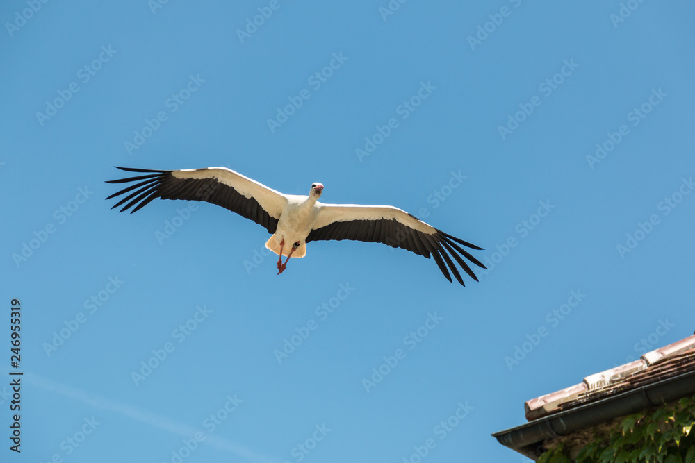Obraz premium Fliegender Storch
