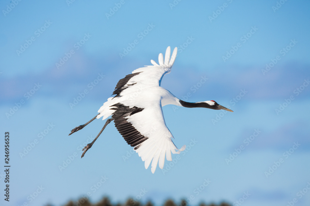 Fototapeta premium Żuraw mandżurski tańczy na śniegu i leci w Kushiro na wyspie Hokkaido w Japonii w sezonie zimowym