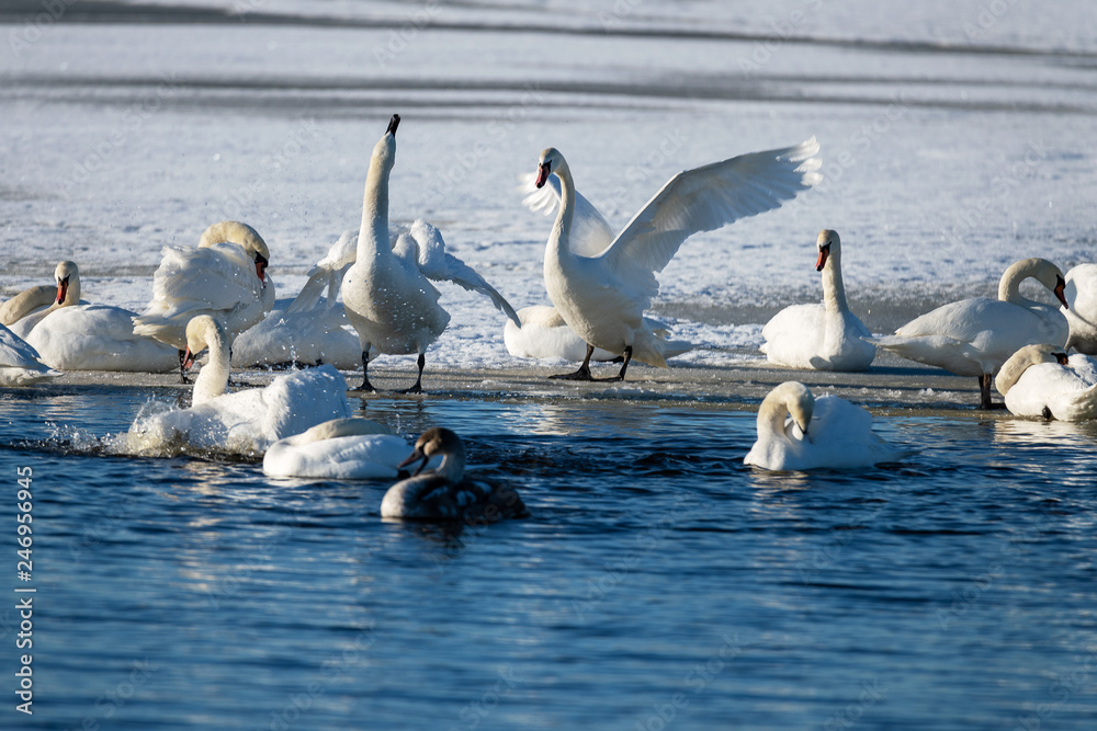 Swans in frozen lake.