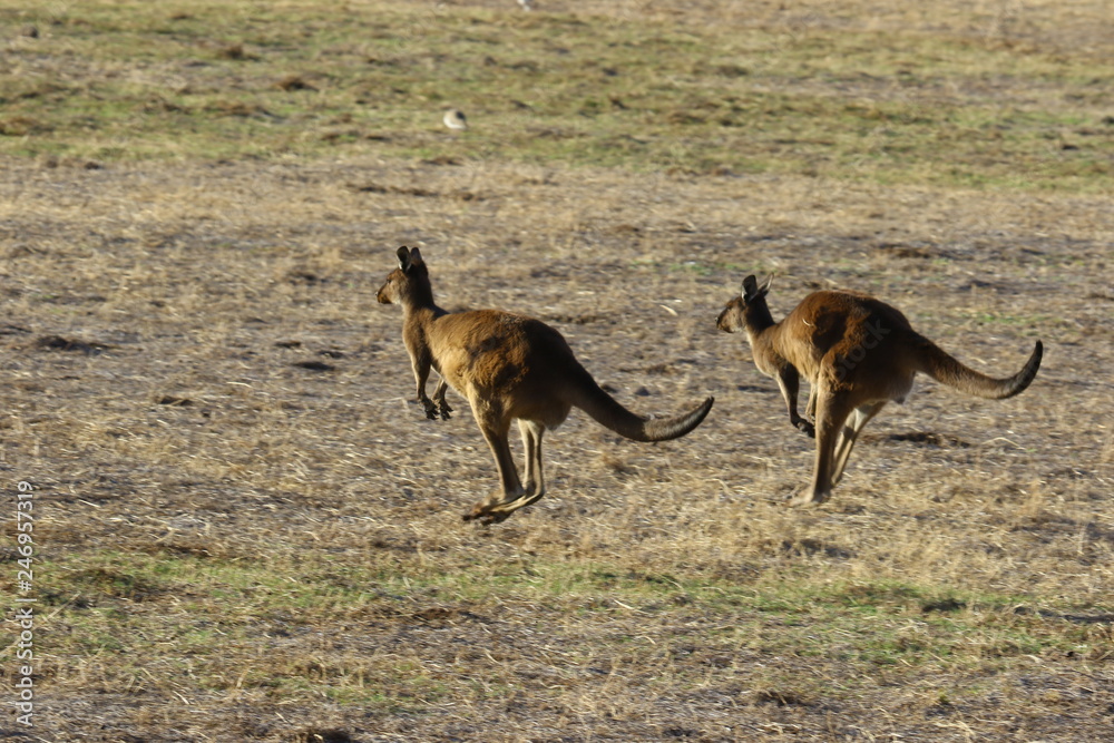 Obraz premium kangaroo and wallaby are fantastic animals in australia photographed on kangaroo island in natural environment