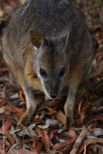 kangaroo and wallaby are fantastic animals in australia photographed on kangaroo island in natural environment