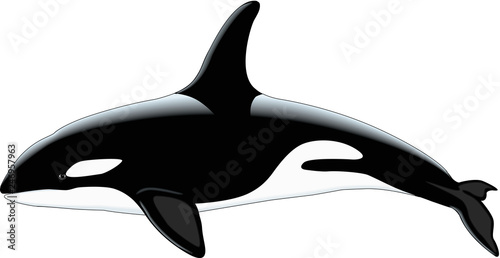 Killer Whale Vector Illustration