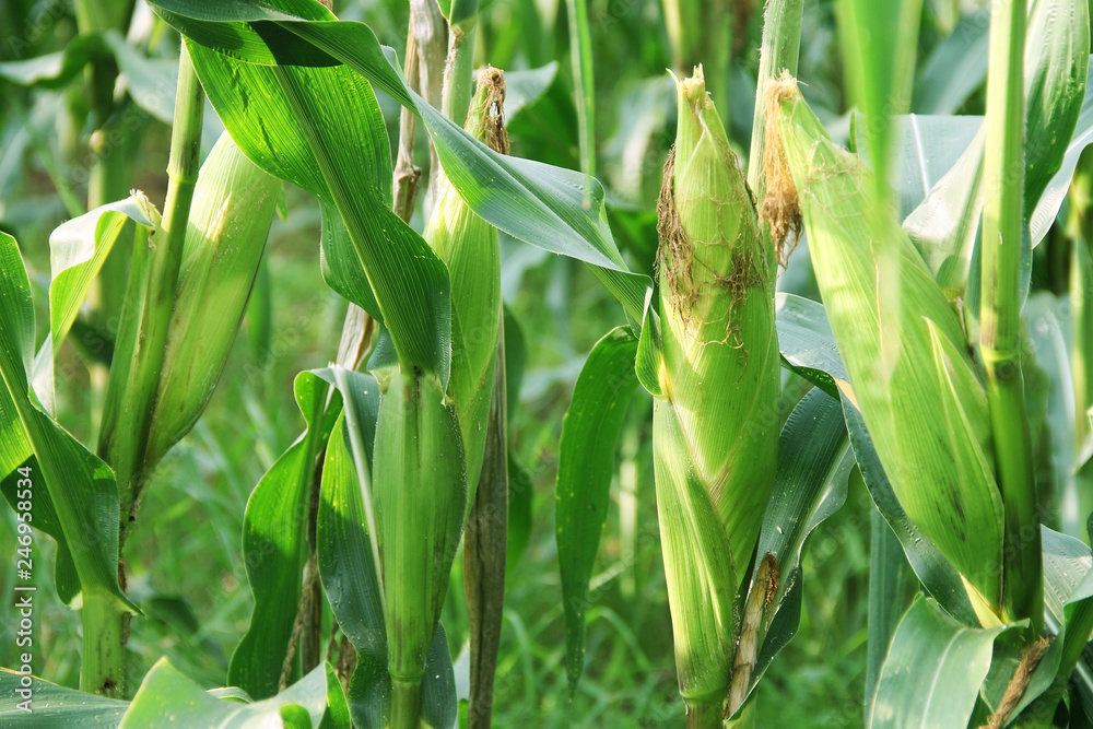 Corn farm. corn field with corn flower blooming Corn farm. corn field with corn flower blooming