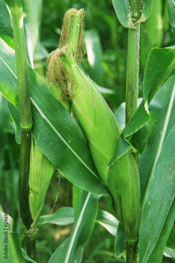 Corn farm. corn field with corn flower blooming Corn farm. corn field with corn flower blooming