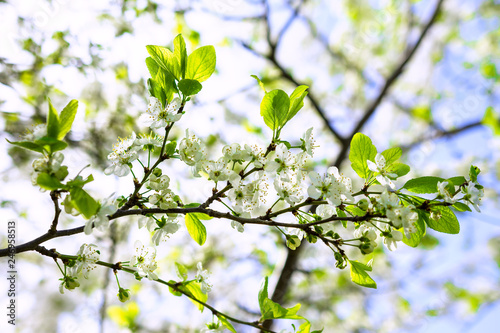 Branches of blossoming cherry with soft focus on gentle light blue sky background. Beautiful floral image of spring nature. Beautiful nature scene with blooming tree