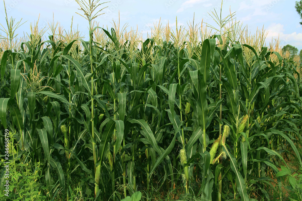 Obraz premium Corn farm. corn field with corn flower blooming