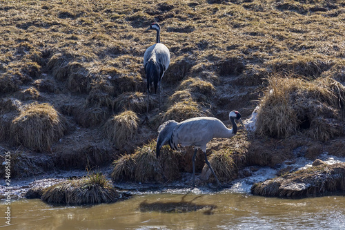 The cranes have returned from the south and meet at Hornborga Lake. photo