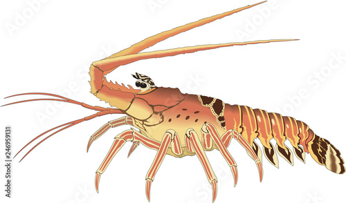 Spiny Lobster Vector Illustration