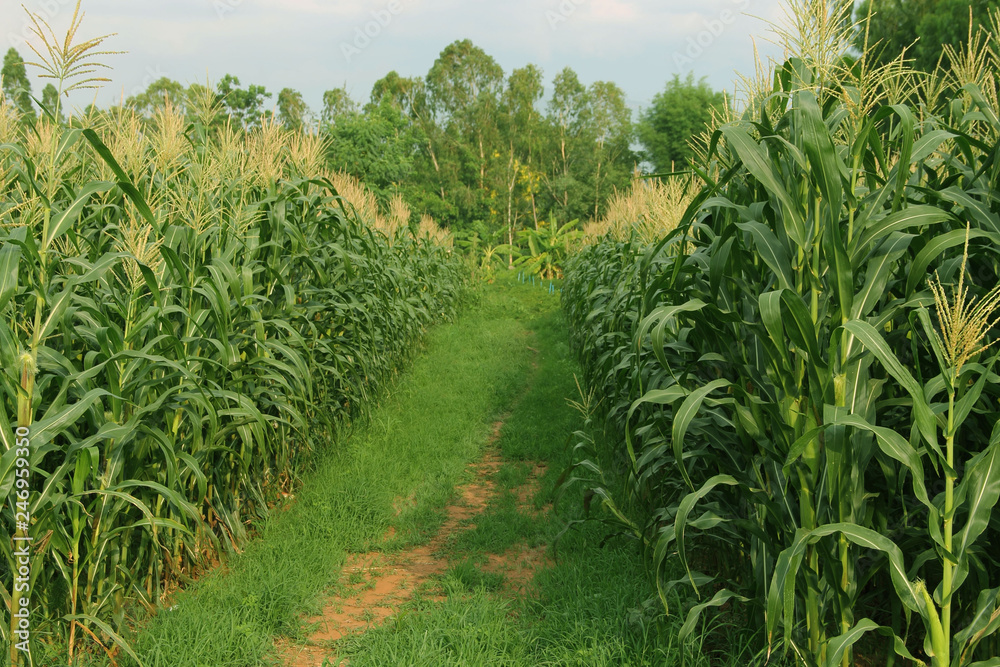 Corn farm. corn field with corn flower blooming
