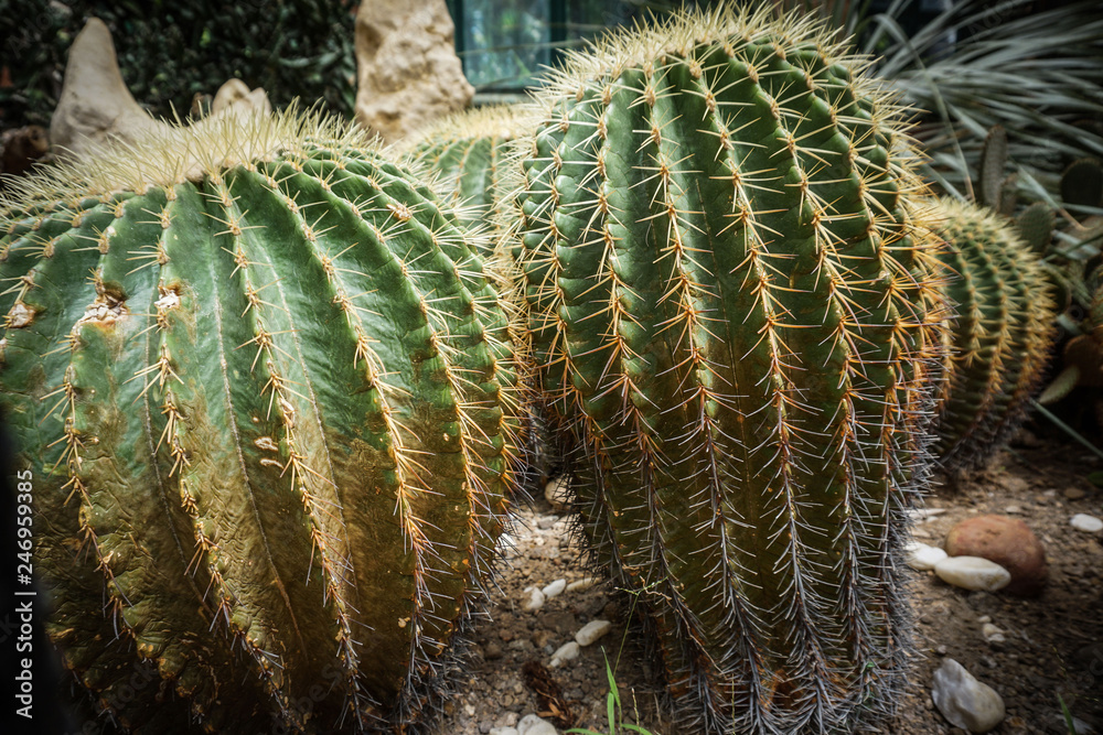 a barrel shape cactus with green color with spike and thorn on the ground - photo bogor a barrel shape cactus with green color with spike and thorn on the ground - photo bogor