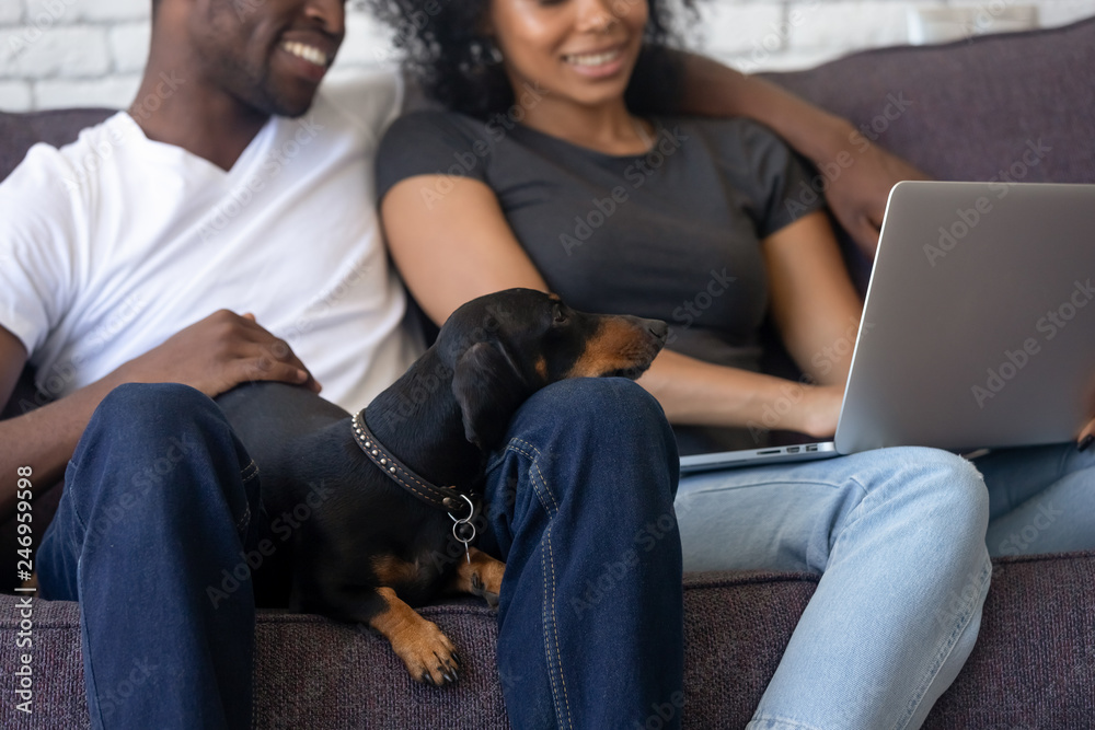 Funny dachshund videos store