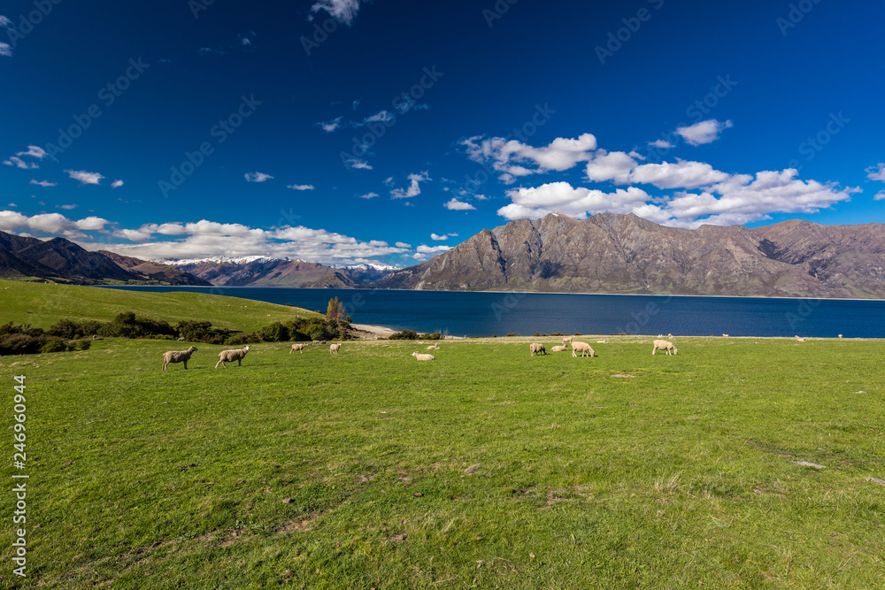 Sheep on a field near Lake Hawea with mountains in the background, Sounh Island, New Zealand