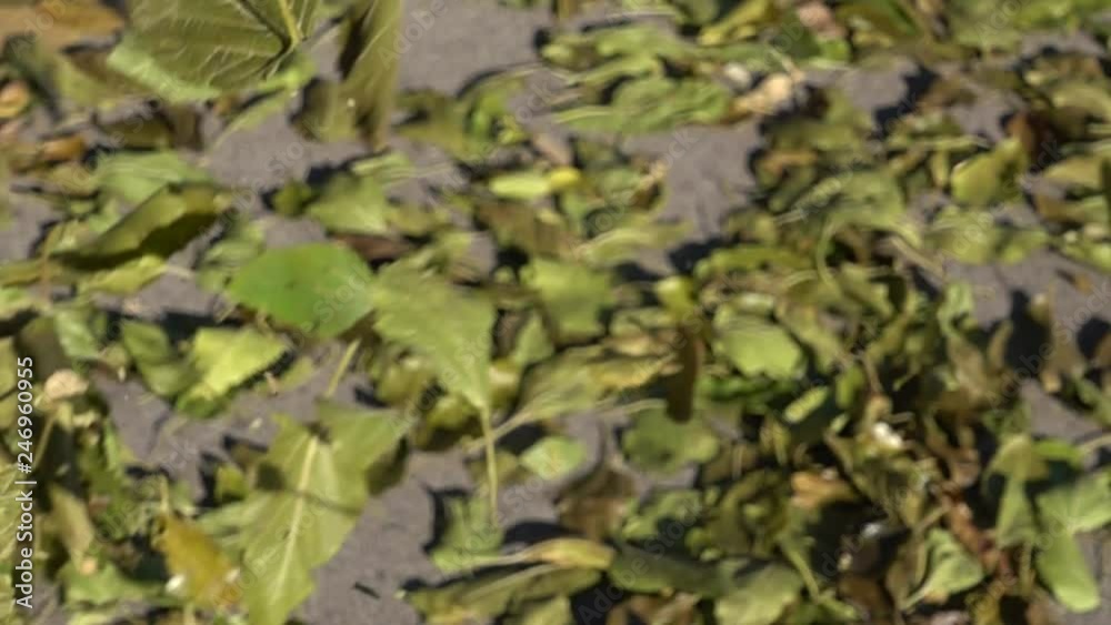 Super Slow Motion Green Leaves Flying Diagonally Upwards Left To Right Onto Ground With More Leaves Super Slow Motion Green Leaves Flying Diagonally Upwards Left To Right Onto Ground With More Leaves