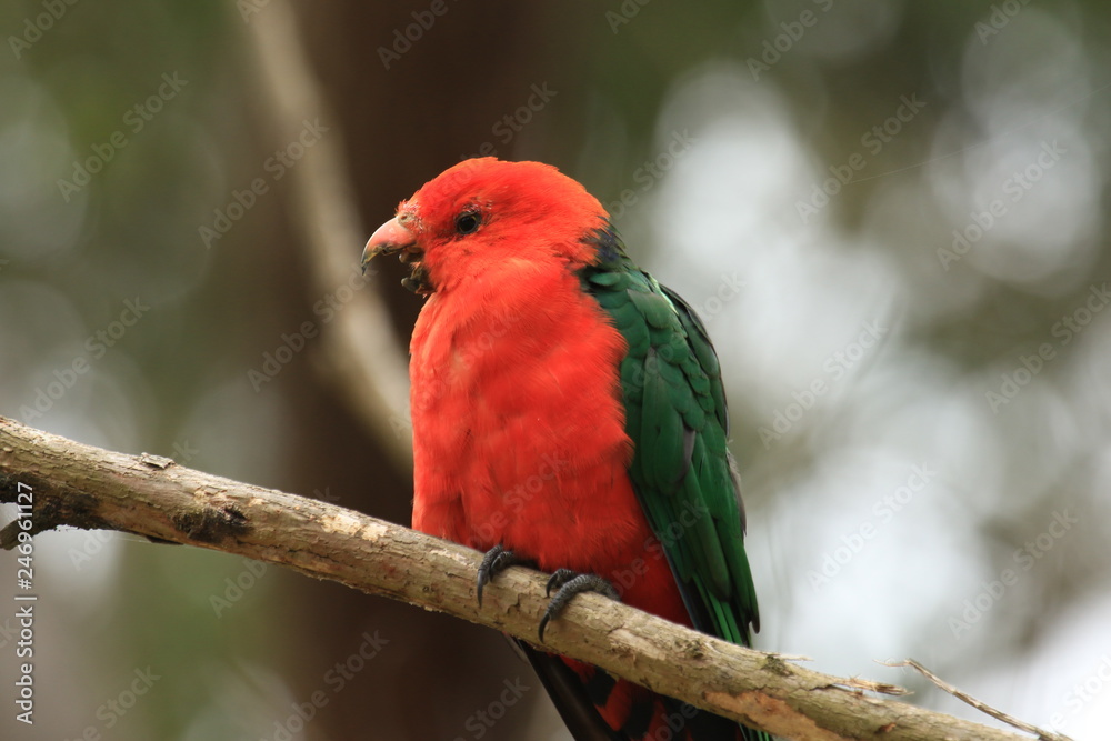 Parrots in Australia are diverse and colorful, photographed in the southern part of Australia and Kangaroo Island