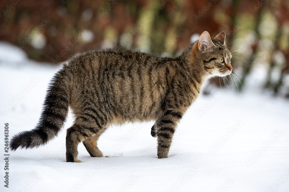 getiegerte Katze im Schnee